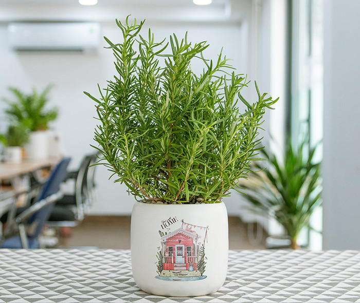 Bên cạnh những chức năng thần kỳ trong chăm sóc sức khỏe, cây hương thảo còn là một loại cây phong thủy