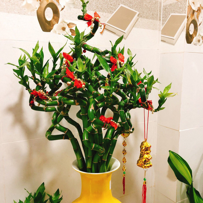 Cây phát lộc với dáng cây thẳng đứng, thân mềm dẻo, dễ uốn nắn