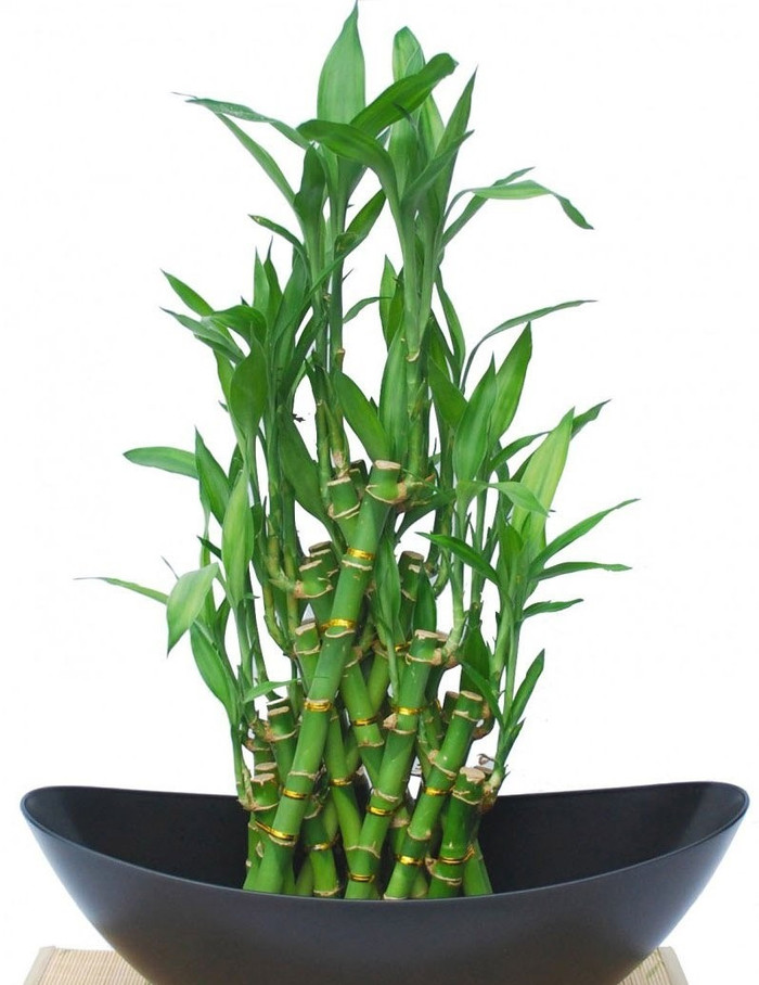 Trong phong thủy, cây phát lộc mang rất nhiều ý nghĩa tốt cho gia chủ