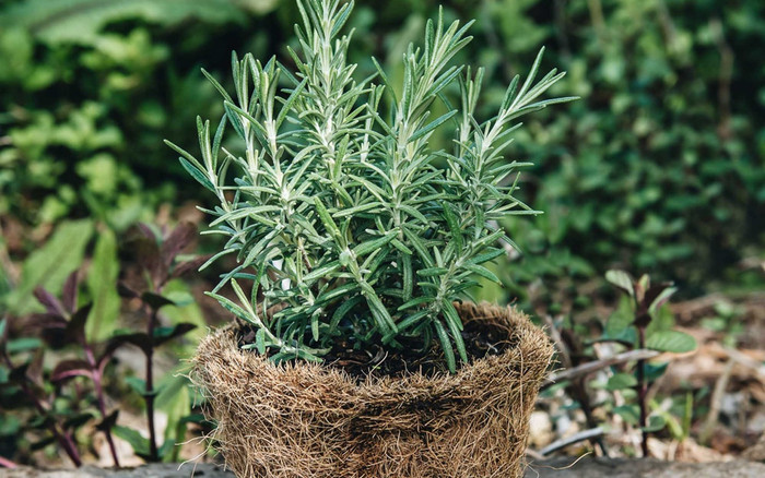 Nhà có 3 loại cây phong thủy này, đại cát đại lộc, tiền vào như nước, chỉ từ 50.000 đồng/cây Ảnh 2