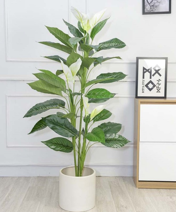 Trong phong thủy, cây lan ý có ý nghĩa tốt