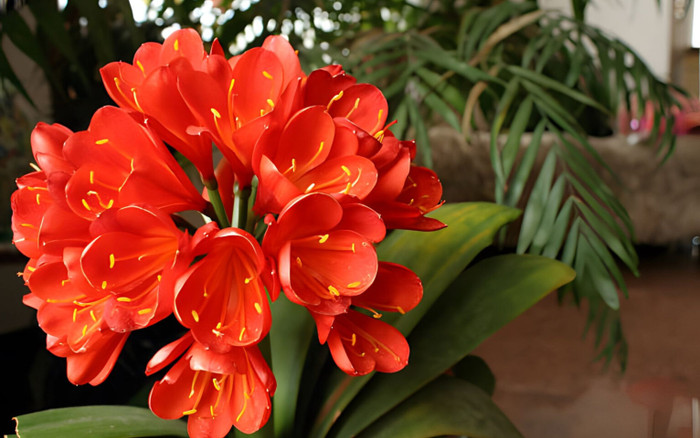 Nhà trồng loại hoa này vừa lâu tàn vừa giúp gia đình phú quý, ăn nên làm ra, giá chỉ 100.000 đồng/cây Ảnh 2