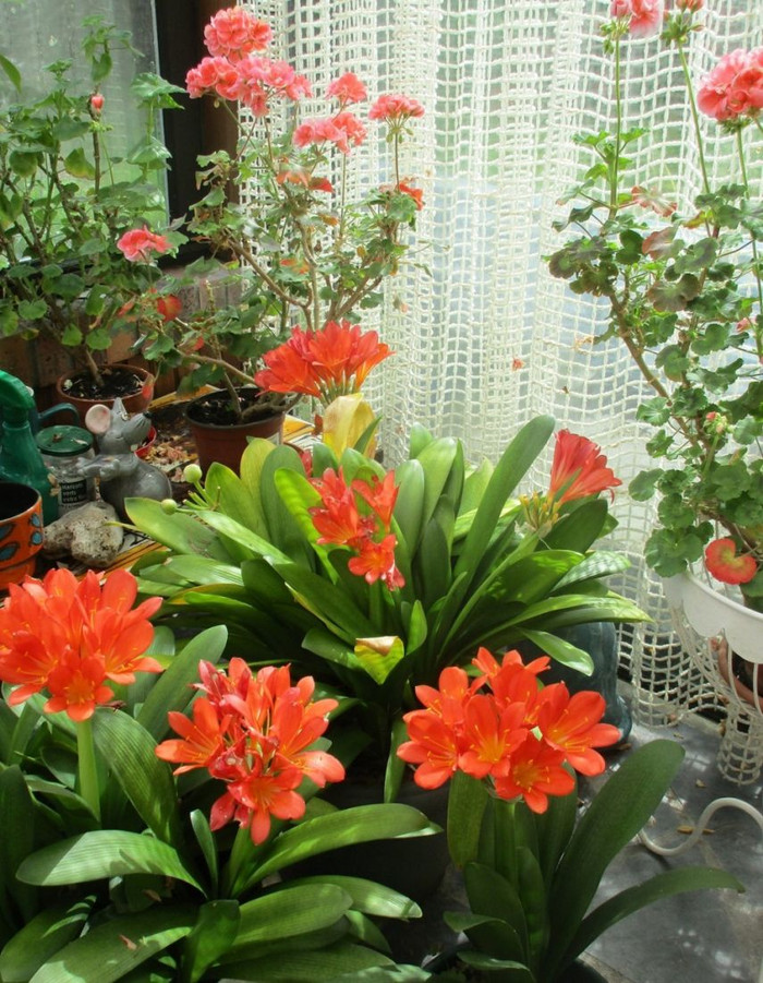 Lan quân tử cực kỳ được ưa chuộng vì vừa đẹp vừa mang ý nghĩa phong thủy cực tốt cho gia chủ