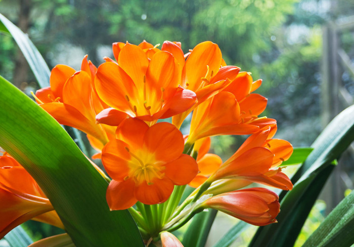 Lan quân tử thường có hoa màu vàng, đỏ, hoặc cam, sắc hoa rực rỡ, lại cực kỳ lâu tàn