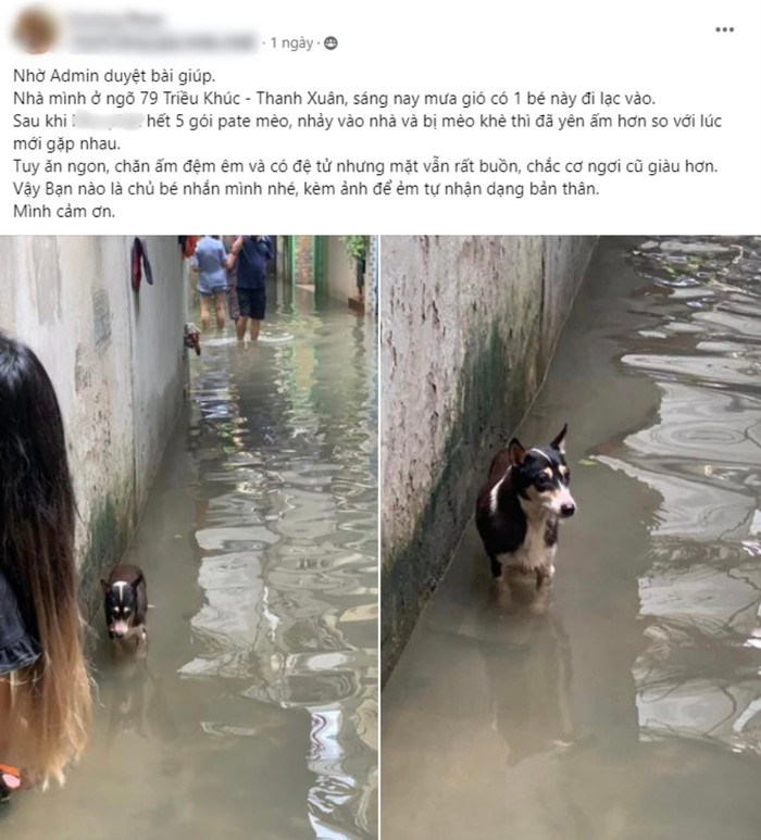 Bài viết kèm hình ảnh tìm chủ cho chú chó bị lạc trên một group Facebook có hơn 2 triệu thành viên.