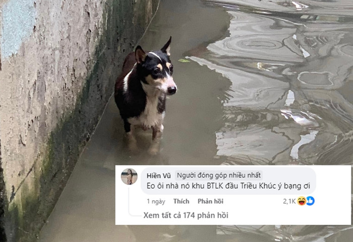 Một số người dùng mạng xã hội cho biết chú chó này đến từ khu biệt thự liền kề Triều Khúc, Thanh Xuân.