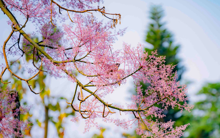 4 cây này không nên trồng trước nhà, chuyển ra sau phúc khí ngập tràn, vận may bám gót Ảnh 2