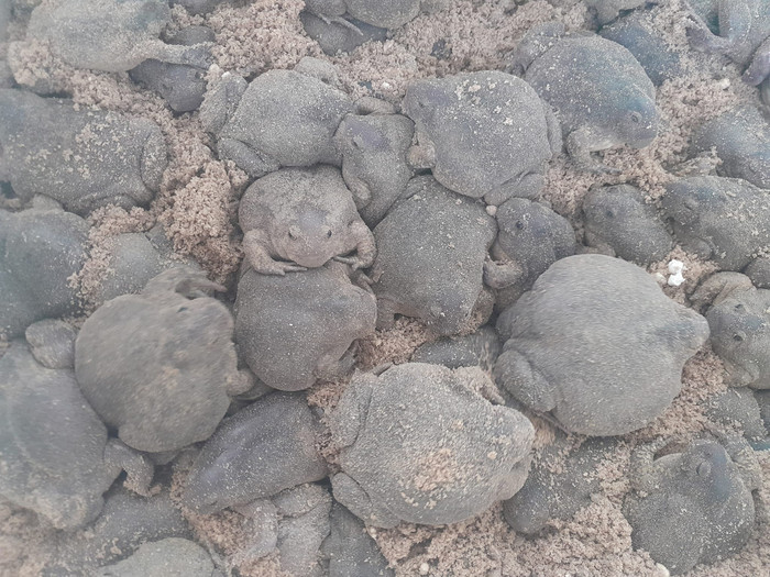 Ếch òn là loài chỉ xuất hiện khi trời mưa, vẻ ngoài xấu xí, kinh dị nhưng lại là đặc sản.