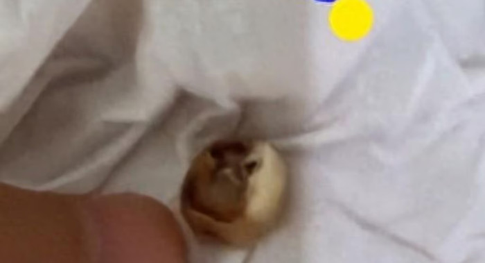 Chiếc răng được người phụ nữ phát hiện trong bánh Trung Thu mua tại siêu thị.