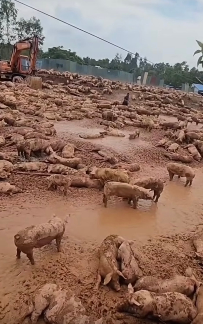 Đoạn clip nhanh chóng thu hút sự chú ý của cư dân mạng. Nhiều người bày tỏ sự thương xót cho chủ trang trại, khi chứng kiến cảnh gia sản lớn bị nước lũ đe dọa.