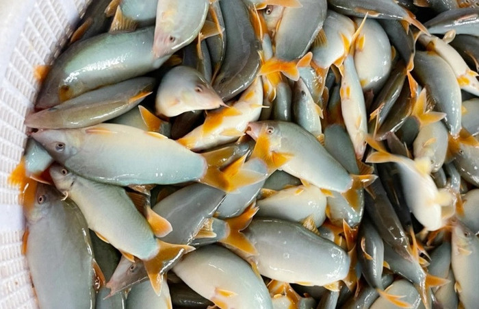 Đây là loại cá da trơn có màu sắc rất độc đáo. 