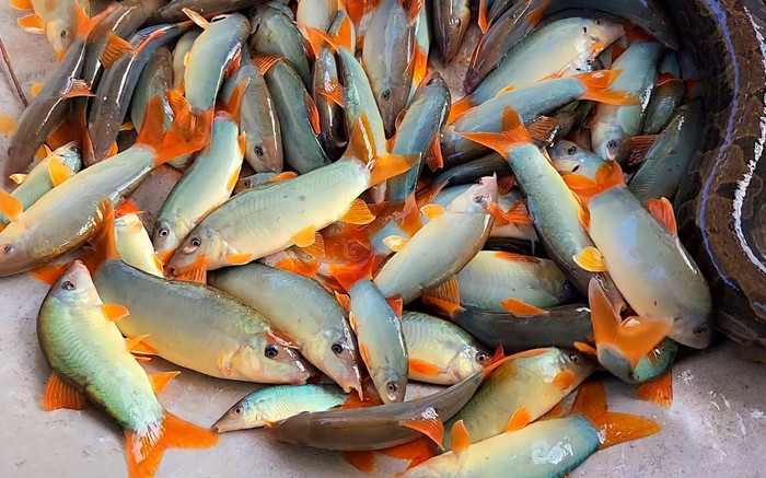 Loại cá xưa đầy giờ thành đặc sản hiếm, chỉ có trong nhà hàng cao cấp, 800.000 đồng/kg Ảnh 2