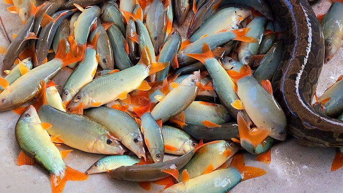 Cá heo hiện là đặc sản nổi tiếng miền Tây