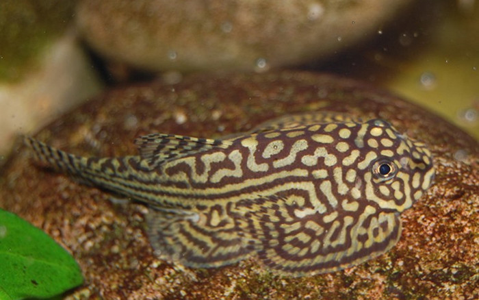 Loài cá xấu xí độc lạ chỉ sống trên núi cao, giờ thành đặc sản dân thành phố tìm đỏ mắt, 300.000 đồng/kg Ảnh 2