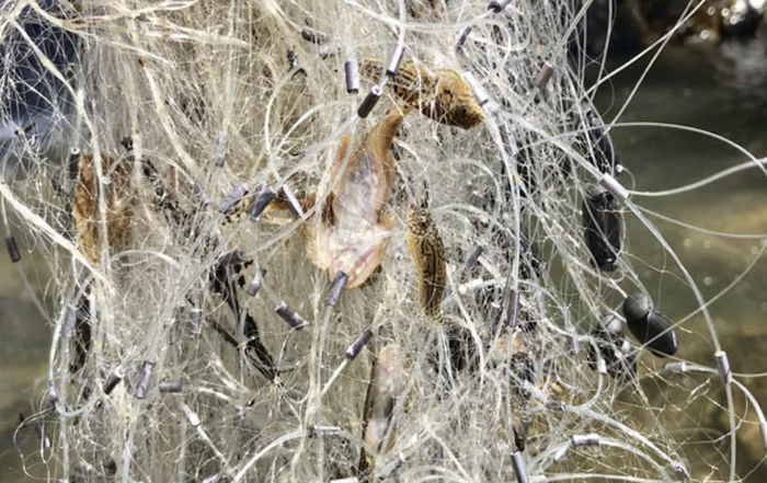 Cá bu đã rất dễ bắt, chỉ cần quăng lưới vài chục phút đã có từ tầm 1 cân cá.