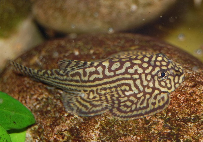 Cá bu đá chỉ to bằng ngón tay cái, có vụ đắng nhẫn nhẫn nhưng lại là đặc sản ai ăn cũng mê.