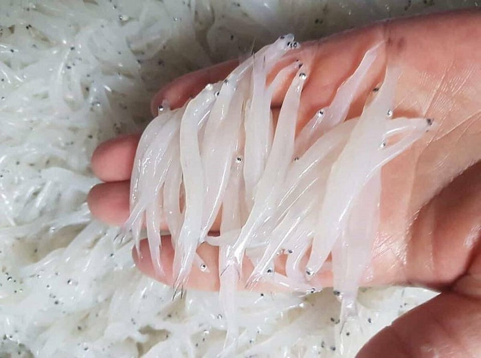 Cá ngần là loại cá không xương, thân dài 5-7cm, màu trắng và mềm như những cọng bún. 