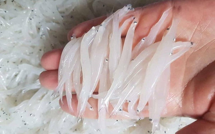 Đặc sản chỉ có ở sông Đà, mỗi năm có một lần nên luôn 'cháy hàng', 400.000 đồng/kg Ảnh 2