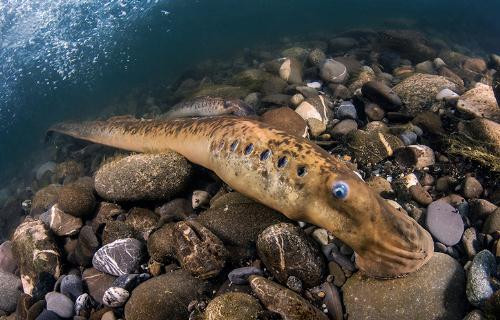 Cá mút đá sống ở rất sâu dưới biển và rất khó bắt