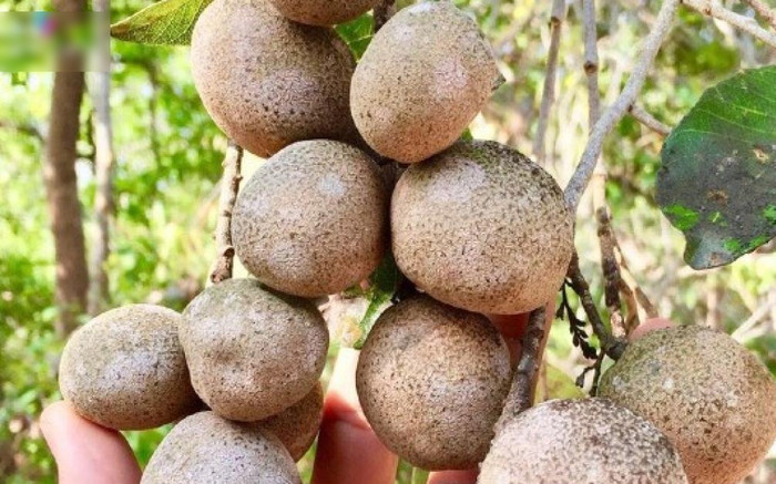Loại quả xưa đầy không ai hái, giờ thành đặc sản được dân thành phố 'săn lùng', 90.000 đồng/kg Ảnh 2