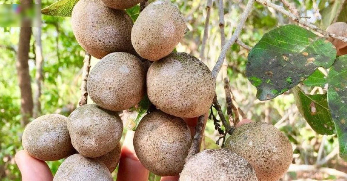 Trái cám bên ngoài có lớp vỏ sần sùi, nhiều mủ, sau đó là một lớp “xốp xốp” y hệt cùi bưởi.
