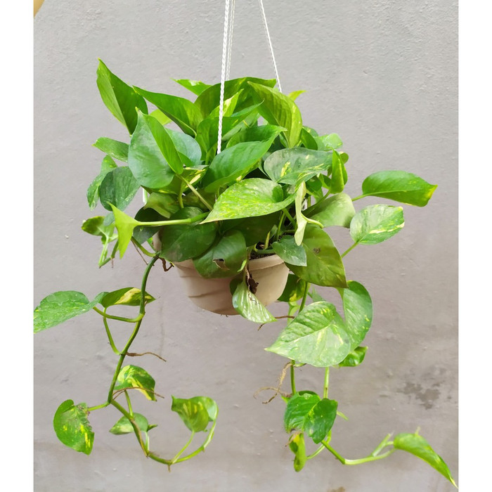 Cây trầu bà thân mềm, hình dáng đẹp, lại cực kỳ dễ chăm sóc.