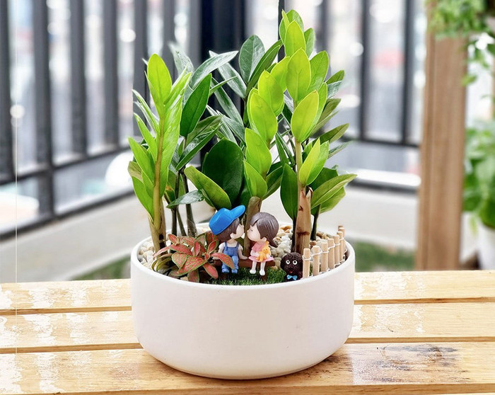 Cây kim tiền dễ trồng, dễ chăm sóc còn có tác dụng thanh lọc không khí.