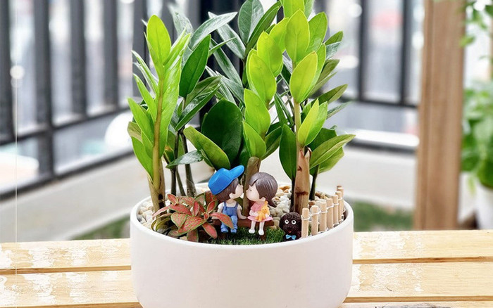 Trồng 4 loại cây này quanh năm không cần chăm sóc nhưng lộc lá về phủ phê, chỉ từ 100.000 đồng/cây Ảnh 2