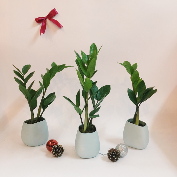 Không những thế, cây kim tiền còn là cây phong thủy cầu tài lộc và may mắn.