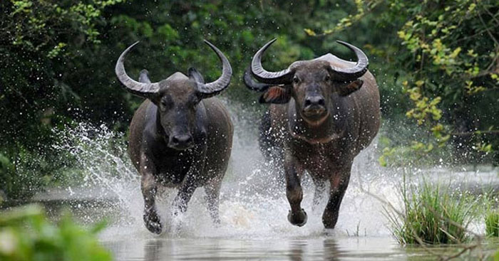 Bạn nhỏ này còn tự tin cho rằng con trâu nhà mình là thú cưng xinh xắn, nhỏ nhắn. Ảnh minh hoạ