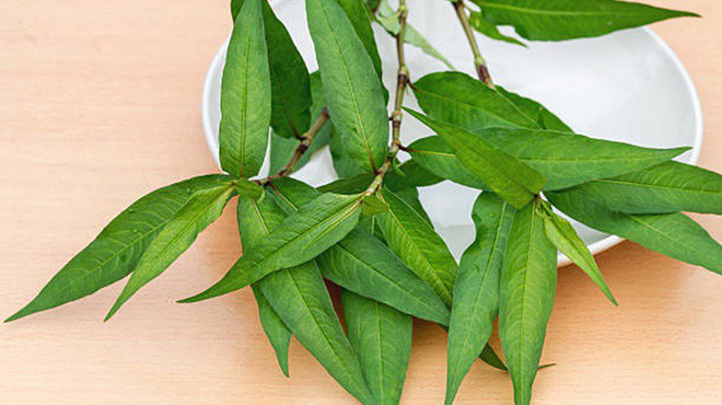 Nên chọn rau răm màu xanh um, lá dính chặt vào thân.