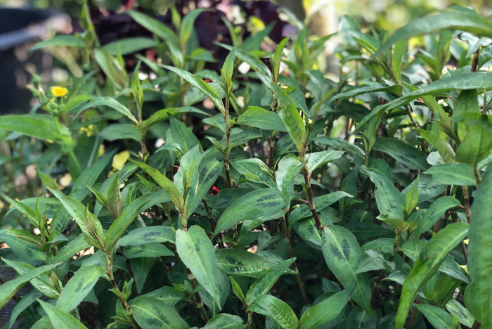 Rau răm được nhiều chị em sử dụng thành phương pháp chăm sóc da tự nhiên, an toàn tại nhà.