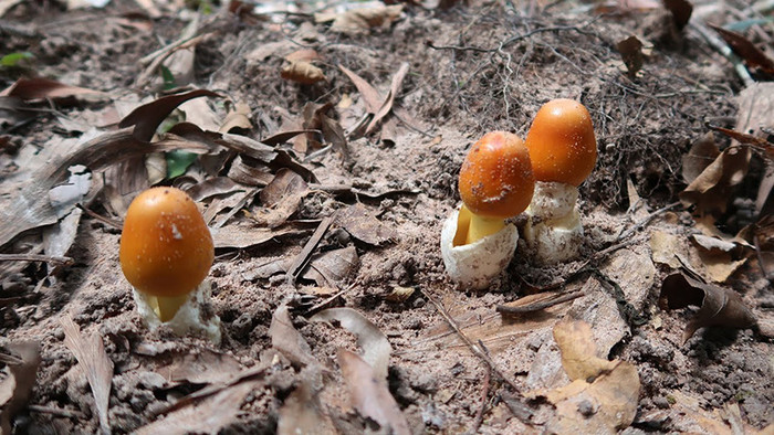 Nấm trứng gà được cho là đặc sản ngoi lên từ đất vào mùa mưa, tốt cho sức khỏe.