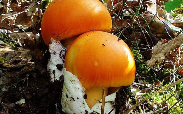 Đặc sản như quả trứng gà ngoi lên từ đất, tốt cho sức khỏe: Gần nửa triệu/kg, không có mà ăn Ảnh 2