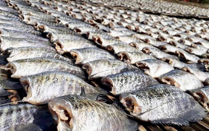 Cá sặc rằn khi được phơi khô trở thành món đặc sản được ưa chuộng, giá trị kinh tế cao.