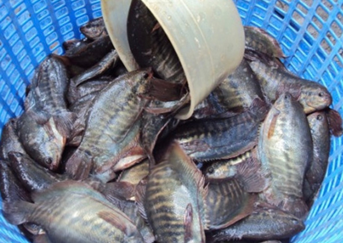 Cá sặc rằn có thịt thơm, hơi dai và vị ngọt tự nhiên.