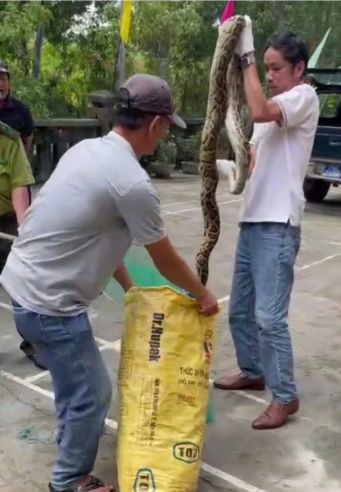 Ngư dân Thừa Thiên-Huế bắt được trăn gấm 2 mét đang 'ăn trộm' cá.