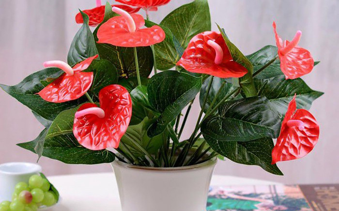 Nhà có 4 loại cây này là 'nam châm hút lộc', gia chủ quanh năm không lo thiếu tiền tiêu, chỉ 100.000 đồng Ảnh 2