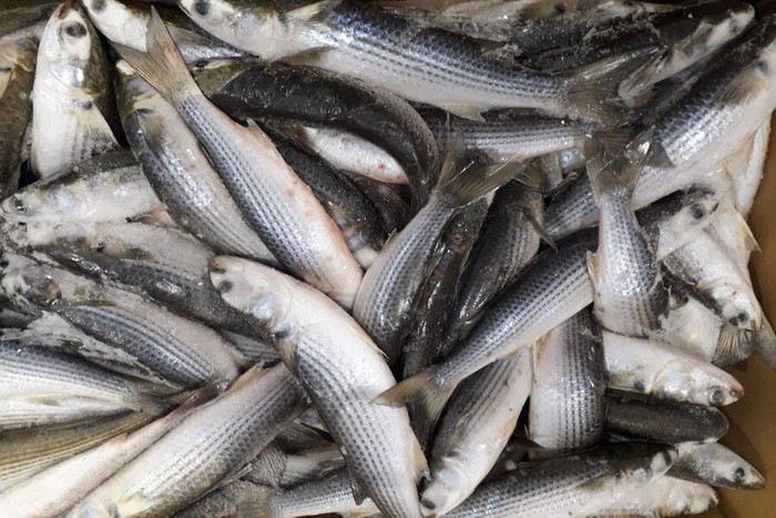 Cá đối nục là loại cá đặc sản, xuất hiện trong các nhà hàng cao cấp.