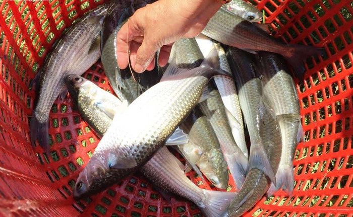 Hiện nay loại cá này được nuôi trồng khá nhiều.