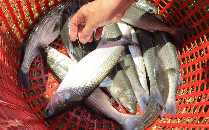 Loại cá xưa ít ai biết, giờ thành đặc sản có tại các nhà hàng cao cấp, 150.000 đồng/kg Ảnh 2