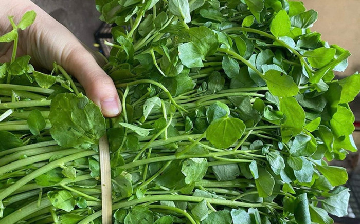 Loài rau xưa bẩn nhất chợ giờ là thảo dược quý cực tốt cho sức khỏe, giá 35.000 đồng/kg Ảnh 2