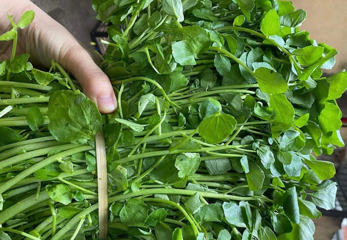 Sử dụng rau cải xoong có lợi cho sức khỏe tim mạch của người bệnh.