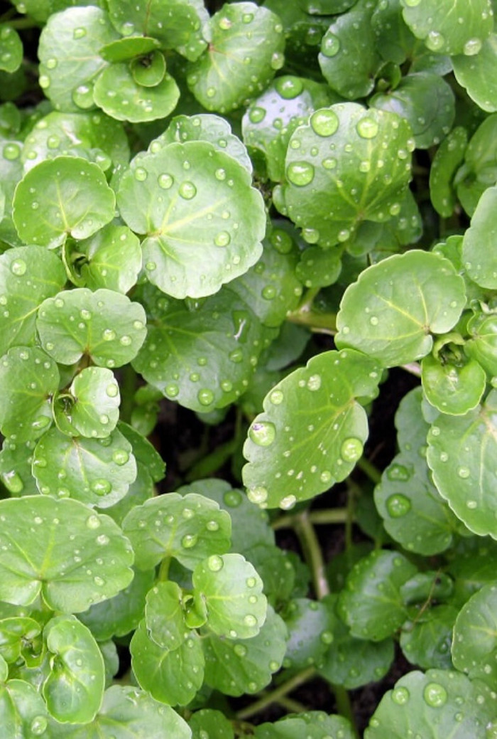 Cải xoong chứa lutein và zeaxanthin rất tốt cho sức khỏe đôi mắt.