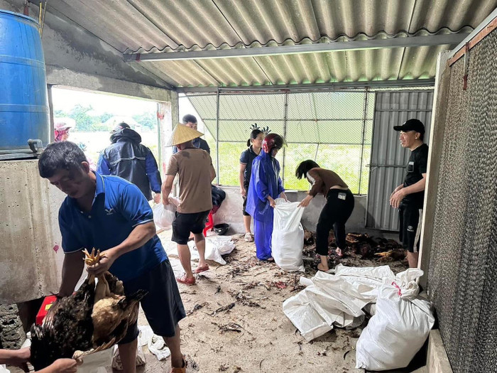 Bà con Nghệ An chung tay giải cứu gà cho chủ trang trại.