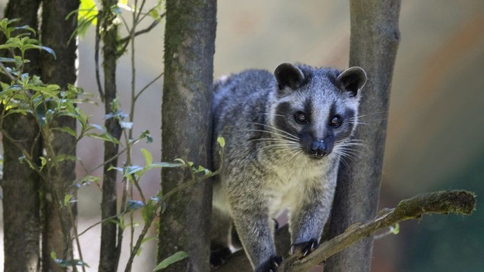 Cầy hương Himalaya, Cầy hương đeo mặt nạ, Paguma larvata, Sikkim, Ấn Độ (Getty).