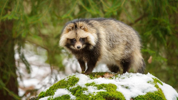 Chó gấu mèo nằm trong danh sách rút gọn của các nhà nghiên cứu. (Getty Images/iStockphoto).