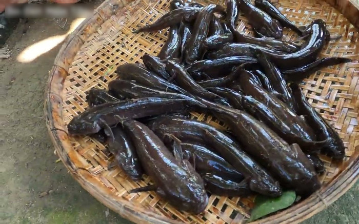 Loại cá xưa đầy giờ thành đặc sản khan hiếm, ăn một lần nhớ mãi không quên, 350.000 đồng/kg Ảnh 2
