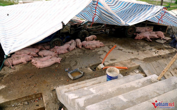 700 hộ dân chạy lũ, dựng lán trên đê để nuôi lợn ở Thanh Hoá Ảnh 2