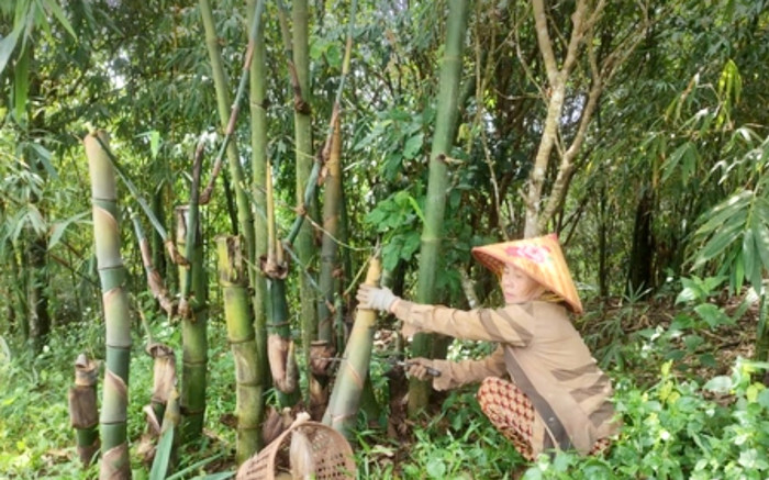 Cụ bà 73 tuổi kiếm tiền tỷ mỗi năm nhờ loại tre độc lạ, xuất khẩu sang nước ngoài Ảnh 2